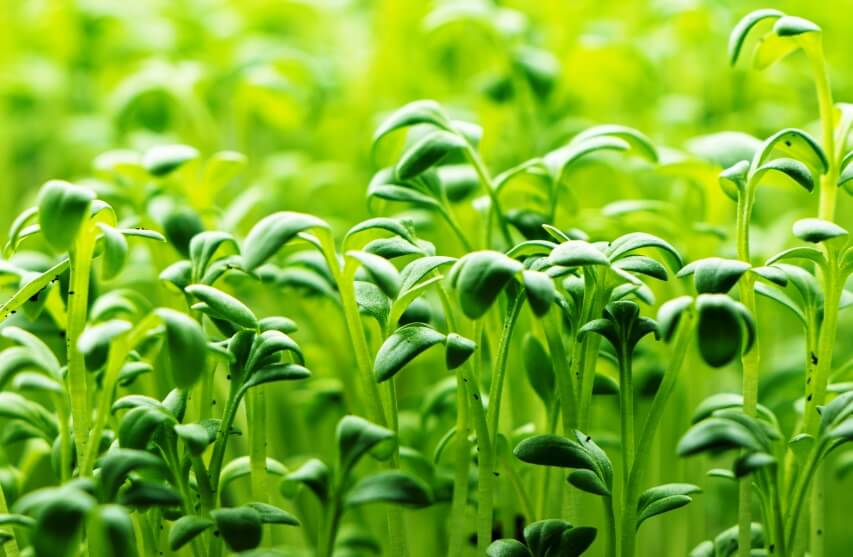 رشد گیاهن کوچک - ریز سبزی یا میکروگرین