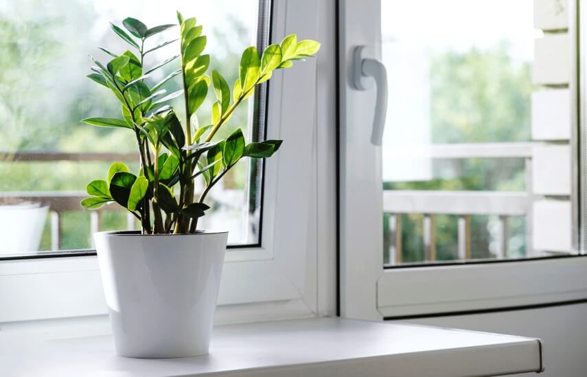 گیاه زاموفیلیا در کنار پنجره