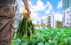 باغبانی شهری و کشاورزی شهری