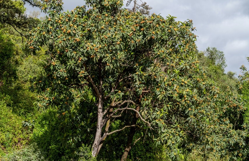 درخت ازگیل ژاپنی (Eriobotrya japonica) 